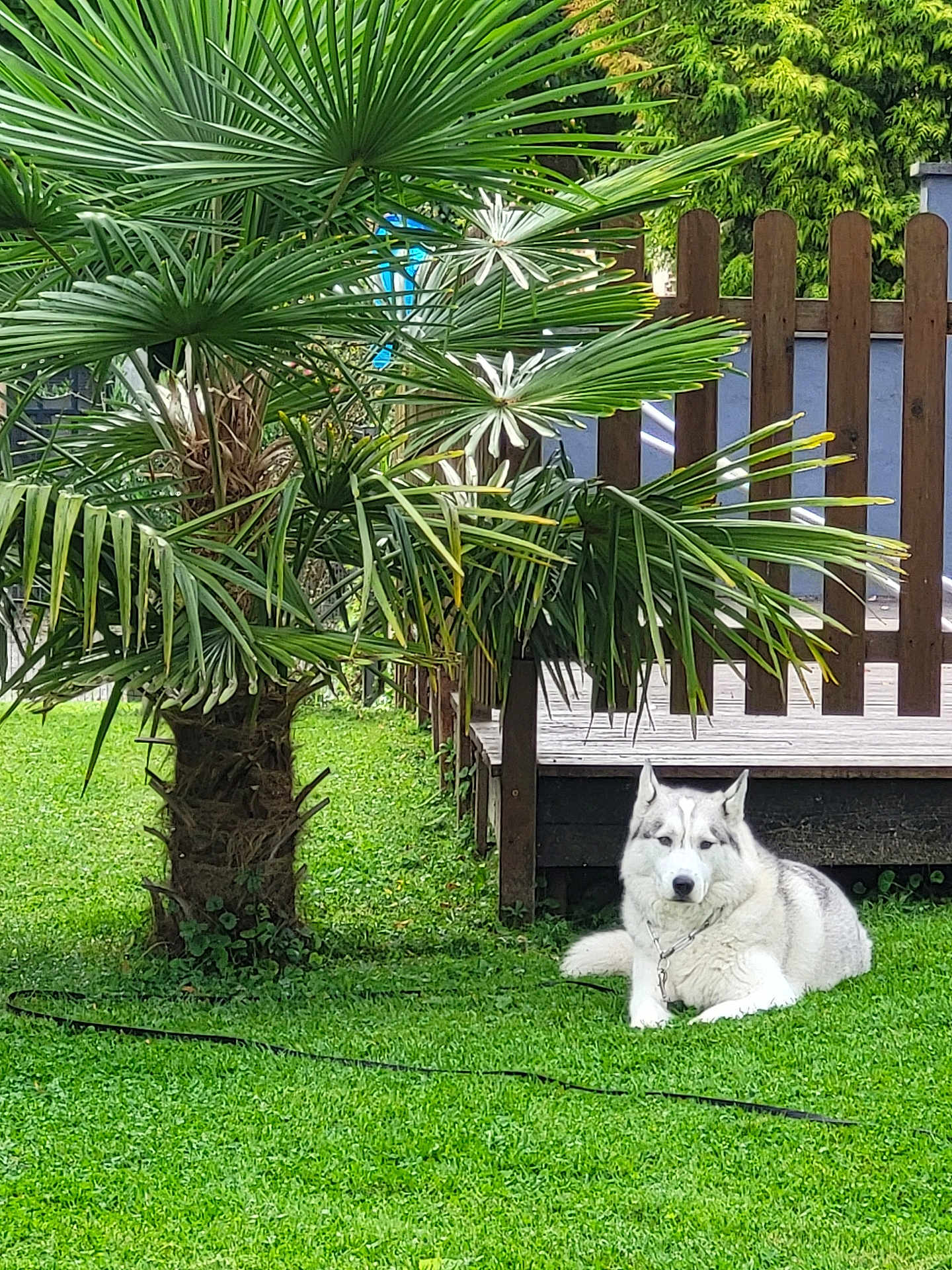 Sam a rejoint le concours — aidez-le/la à gagner de superbes lots ! animal, canine, daytime, dog, fence, garden, grass, greenery, husky, lawn, leash, nature, outdoor, palm_tree, pet, relaxed, summer, sunlight, tree, wooden_deck