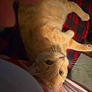 Ginger joined the competition — help win amazing prizes! animal, bedroom, blanket, cat, close_up, cozy, curious, cute, domestic_cat, feline, fur, indoor, orange_tabby, pet, plaid, relaxed, resting, soft_light, whiskers, yellow_eyes