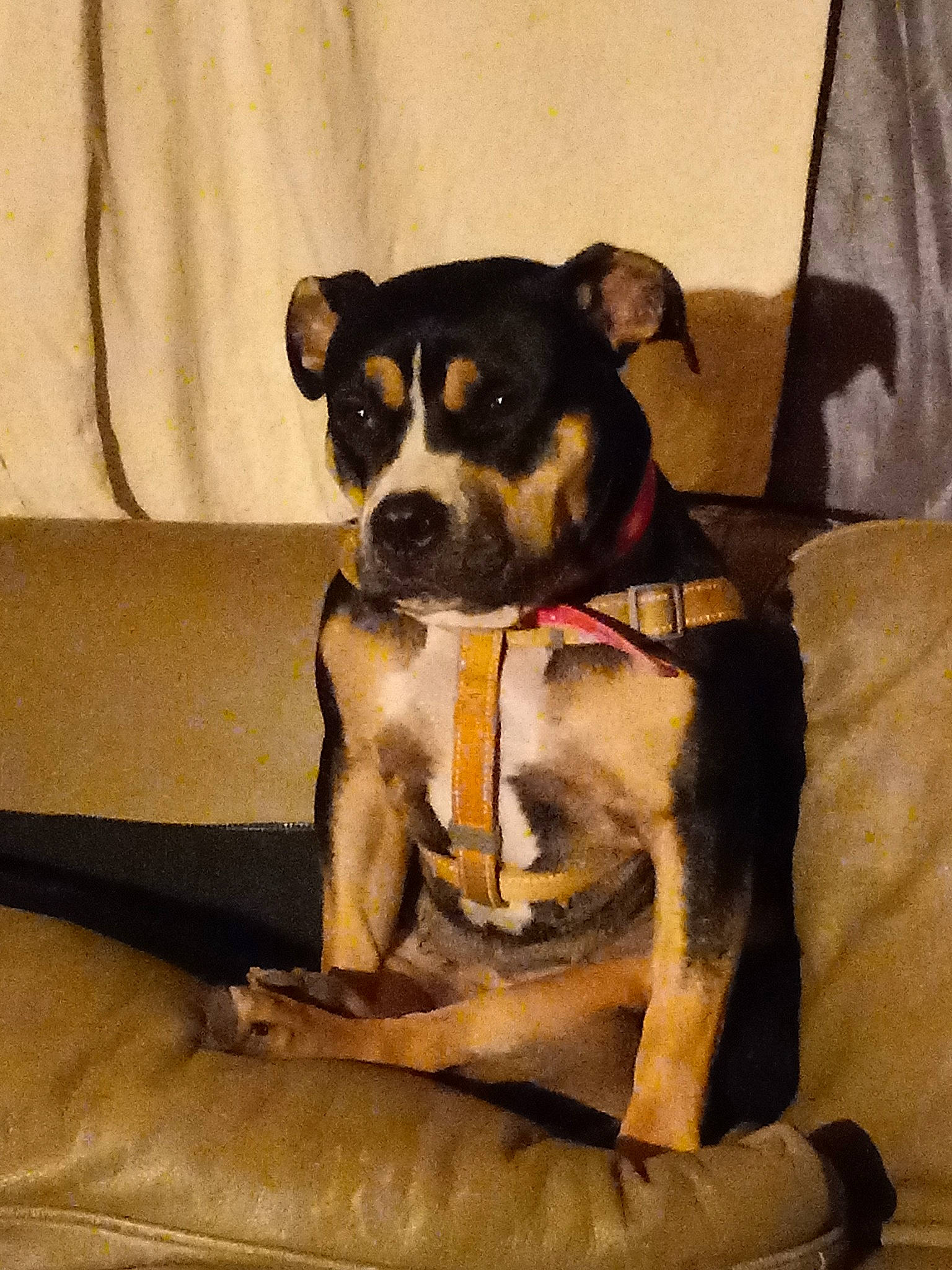 Charley is registered to the contest to win money with this photo: canidae, carnivore, chihuahua, collar, comfort, companion_dog, couch, dog, dog_breed, dog_clothes, dog_collar, dog_supply, fawn, fur, pet_supply, snout, sporting_group, toy_dog, whiskers, working_animal