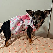 Strawberry joined the competition — help win amazing prizes! dog, chihuahua, pet, clothing, dress, polka_dot, pink, bed, bedding, blanket, indoor, small_dog, cute, animal, fur, ears, tail, looking, standing, domestic_animal