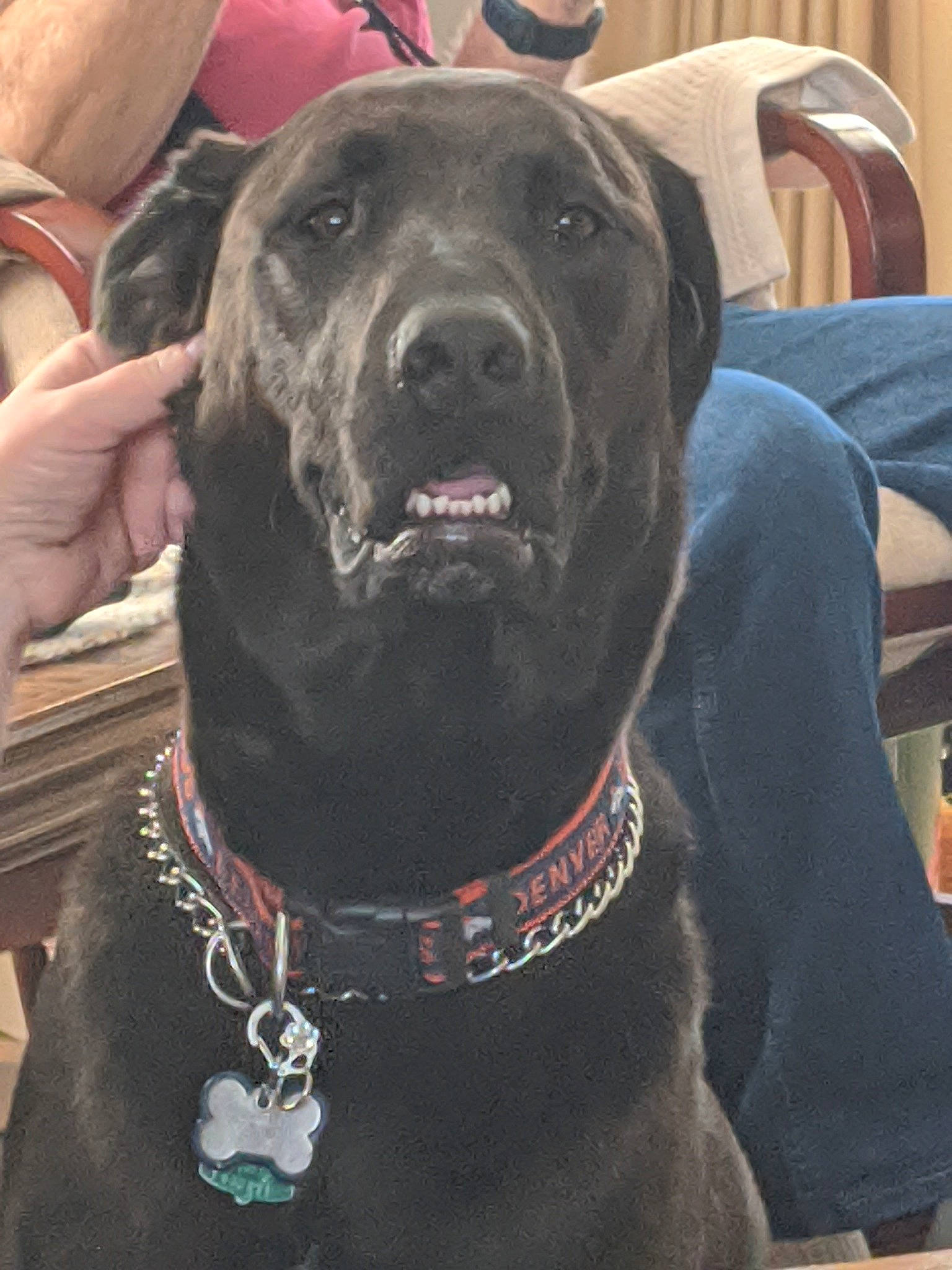 Desi is registered to the contest to win money with this photo: bandog, cane_corso, canidae, carnivore, dog, dog_breed, dog_collar, fawn, guard_dog, labrador_retriever, mammal, snout, sporting_group, vertebrate
