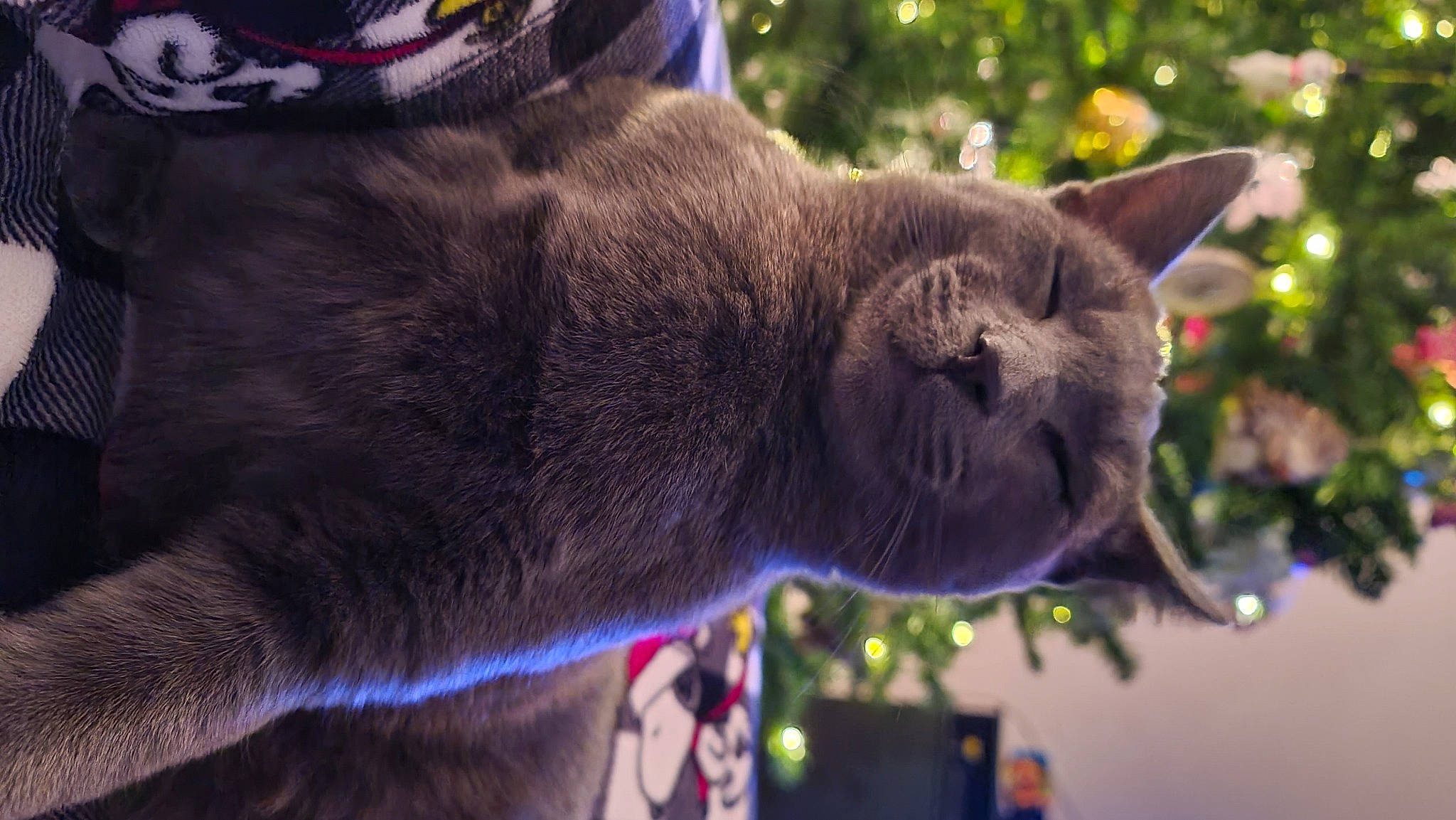 Smokey is registered to the contest to win money with this photo: canidae, carnivore, cat, conifer, domestic_short_haired_cat, event, fawn, felidae, fur, grass, light, plant, russian_blue, small_to_medium_sized_cats, snout, tail, terrestrial_animal, tree, whiskers, wildlife