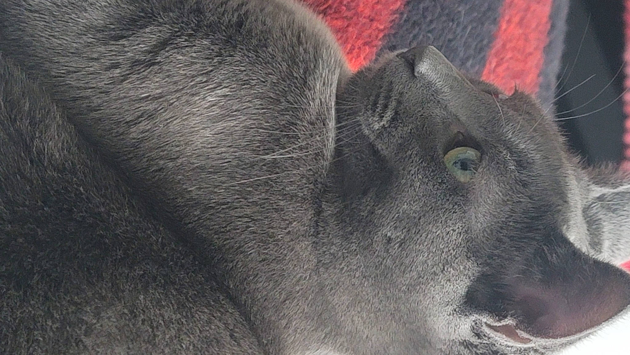 Smokey is registered to the contest to win money with this photo: big_cats, canidae, dog_breed, domestic_short_haired_cat, felidae, fur, grey, livestock, monochrome_photography, small_to_medium_sized_cats, snout, terrestrial_animal, whiskers, wildlife, working_animal