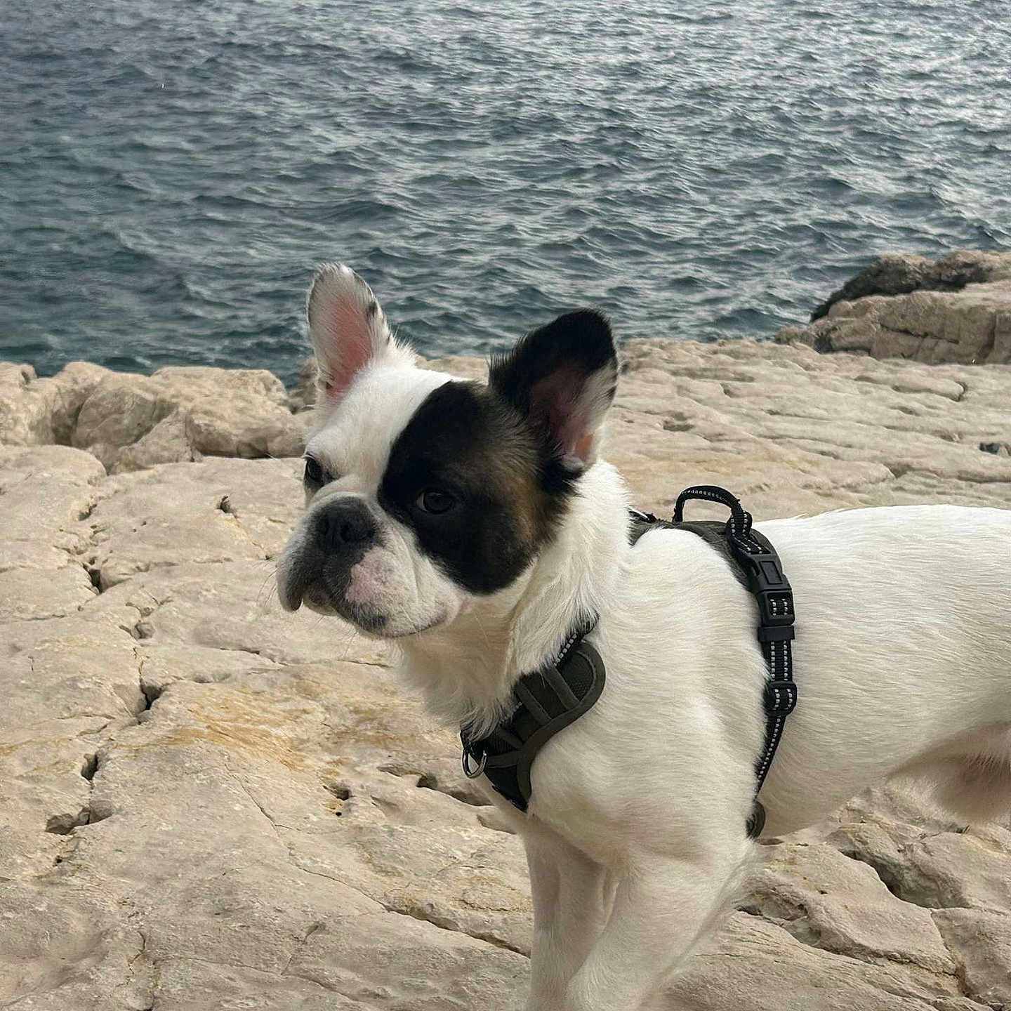 Fly participe au concours pour gagner de l'argent avec cette photo : animal, beach, bostonbull, bulldog, canine, coast, dog, face, frenchbulldog, head, nature, outdoors, person, pet, puppy, rock, sea, shoreline, soil, water