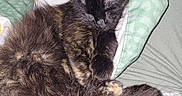 Mocha is registered to the contest to win money with this photo: cat, sleeping, tortoiseshell, fur, bed, blanket, cozy, rest, cute, pet, animal, domestic, relaxing, feline, soft, indoor, comfort, closeup, nap, whiskers