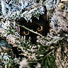 cat, black_cat, yellow_eyes, pine_branches, snow, winter, camouflage, nature, animal, close_up, forest, greenery, frost, wildlife, hidden, cute, pet, mystery, holiday, outdoor