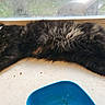 cat, black_cat, sleeping, windowsill, metal_bowl, blue_dish, indoor, furry, pet, relaxed, daylight, decorative_pot, fur, animal, resting, collar, long_fur, window, houseplant_pot, messy_surface
