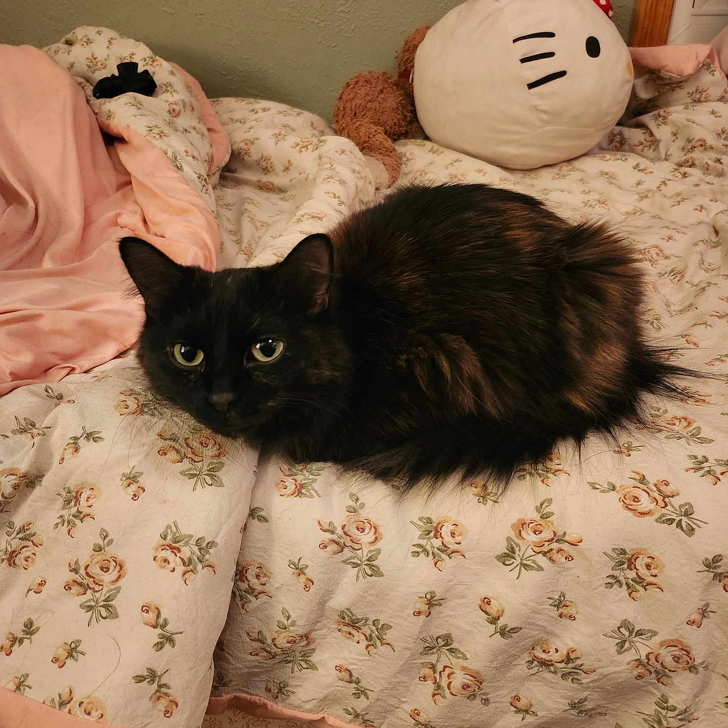 Mocha is registered to the contest to win money with this photo: cat, bed, blanket, fluffy, black_cat, flower_pattern, plush_toy, hello_kitty, indoor, resting, cozy, soft_lighting, furniture, pet, animal, cute, domestic, sleepy, comfort, home