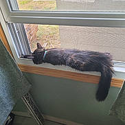 Mocha is registered to the contest to win money with this photo: cat, black_cat, window, windowsill, curtain, indoor, pet, feline, collar, relaxing, stretching, fur, tail, screen_window, daylight, home, resting, animal, domestic_animal, cozy