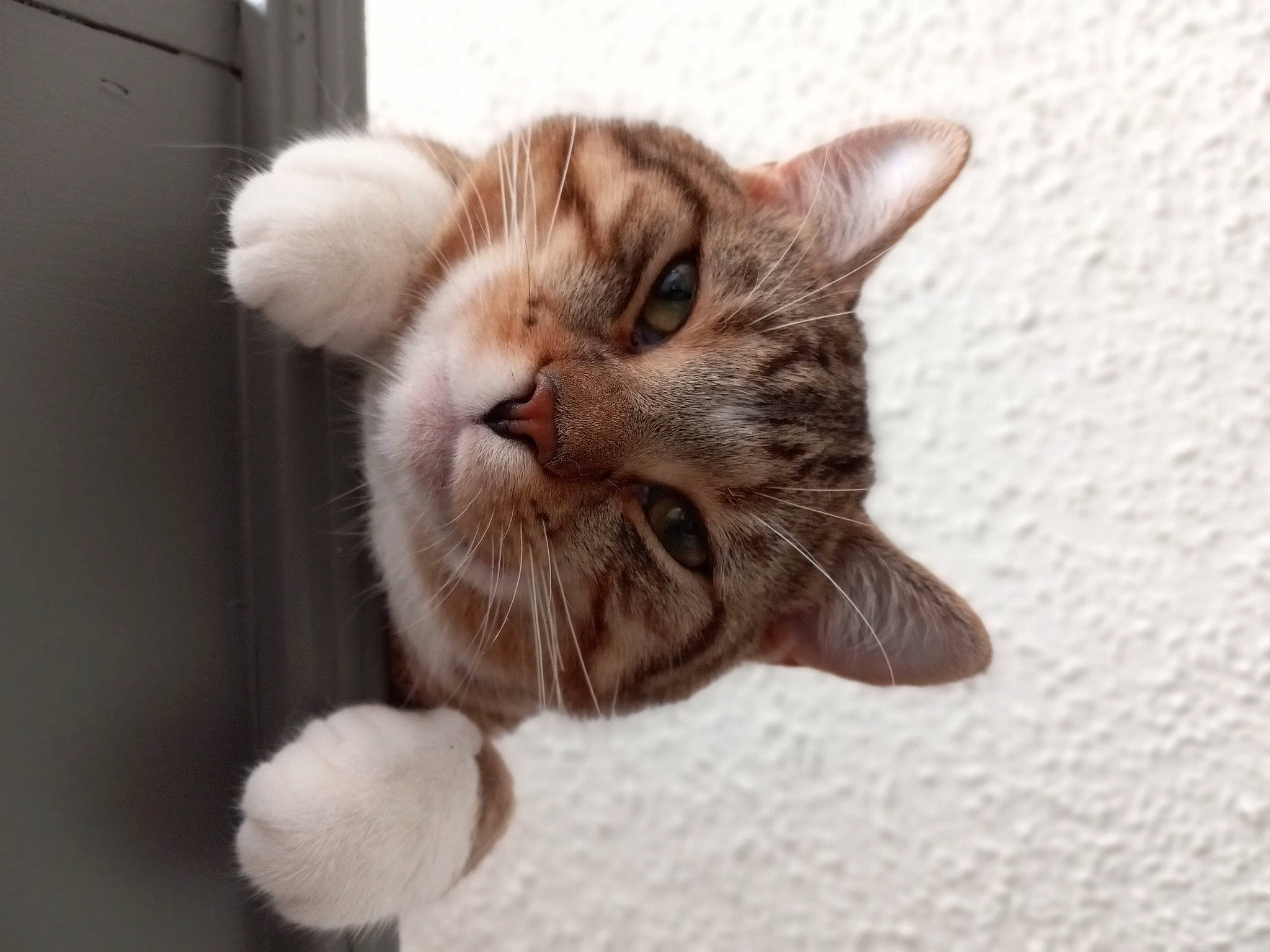 Shadow is registered to the contest to win money with this photo: carnivore, cat, claw, domestic_short_haired_cat, ear, fang, fawn, felidae, fur, gesture, paw, small_to_medium_sized_cats, snout, tail, terrestrial_animal, whiskers, window