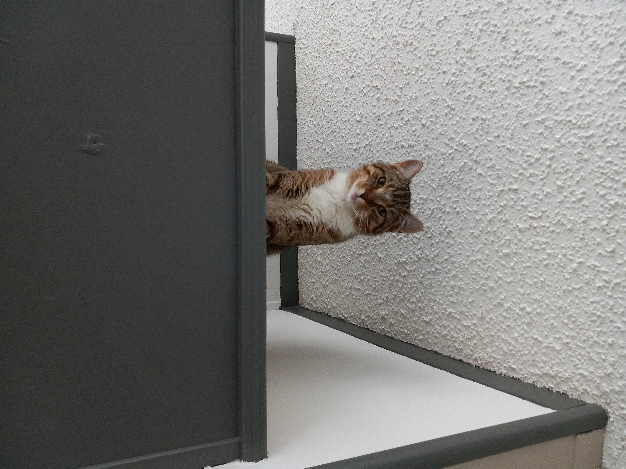 Shadow joined the competition — help win amazing prizes! carnivore, cat, comfort, display_device, domestic_short_haired_cat, felidae, flooring, grey, hardwood, output_device, rectangle, room, shade, small_to_medium_sized_cats, table, tail, whiskers, window, window_covering, wood