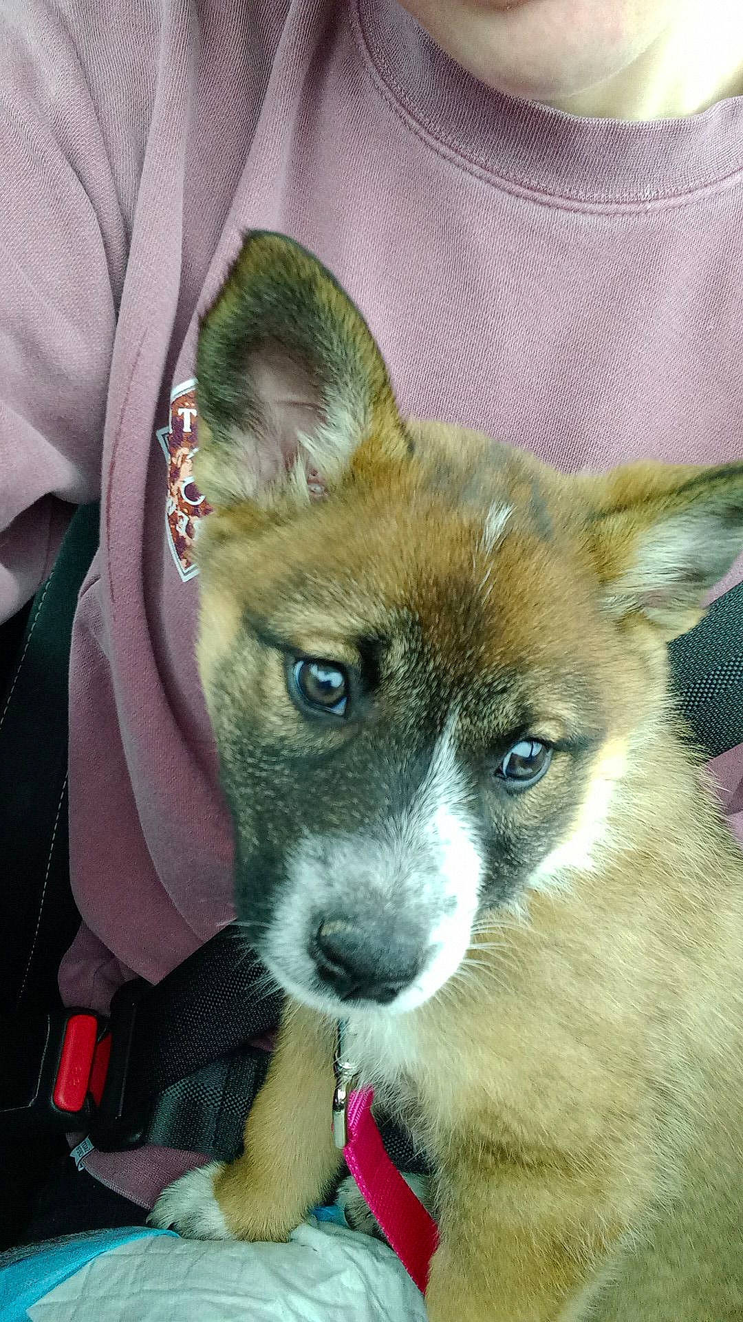 Belle joined the competition — help win amazing prizes! ancient_dog_breeds, canidae, carnivore, collar, companion_dog, dog, dog_breed, ear, fawn, fur, non_sporting_group, snout, sporting_group, terrestrial_animal, whiskers, working_animal