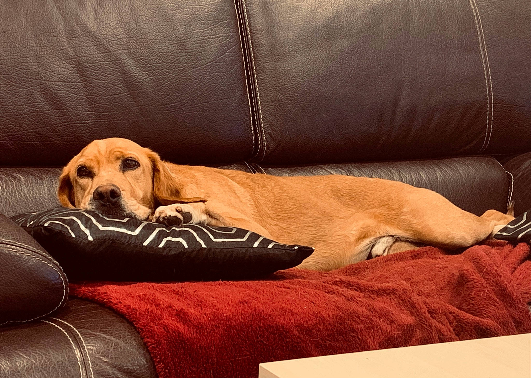 Lancelot participe au concours pour gagner de l'argent avec cette photo : canidae, carnivore, comfort, companion_dog, couch, dog, dog_breed, dog_supply, fawn, fur, furniture, hardwood, liver, pet_supply, rectangle, snout, sporting_group, studio_couch, wood, working_animal