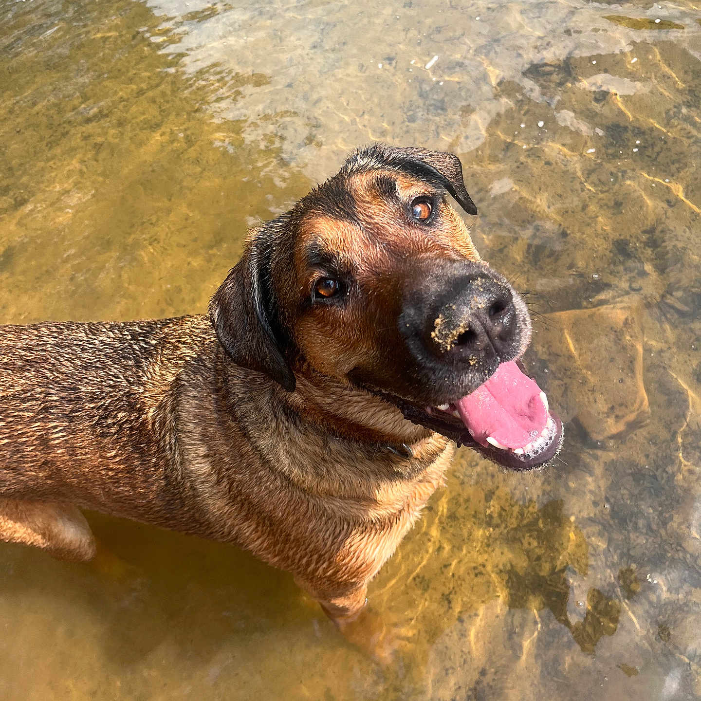 Milo joined the competition — help win amazing prizes! animal, brown_fur, canine, dog, excited, happy, joyful, looking_up, nature, outdoor, pet, playful, river, sand, shallow_water, summer, sunlight, tongue_out, water, wet