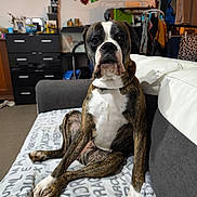 Plume a rejoint le concours — aidez-le/la à gagner de superbes lots ! dog, brindle, white, sitting, blanket, couch, indoor, living_room, furniture, decorations, clothing, floor, household_items, pet, canine, expression, portrait, seated, domestic, cozy