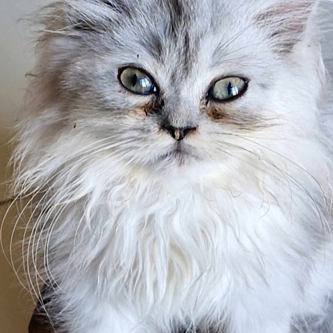 Axio participe au concours pour gagner de l'argent avec cette photo : adorable, animal, cat, closeup, curious, cute, domestic, eyes, face, fluffy, fur, gray, indoor, kitten, paw, pet, whiskers, white, wood, young
