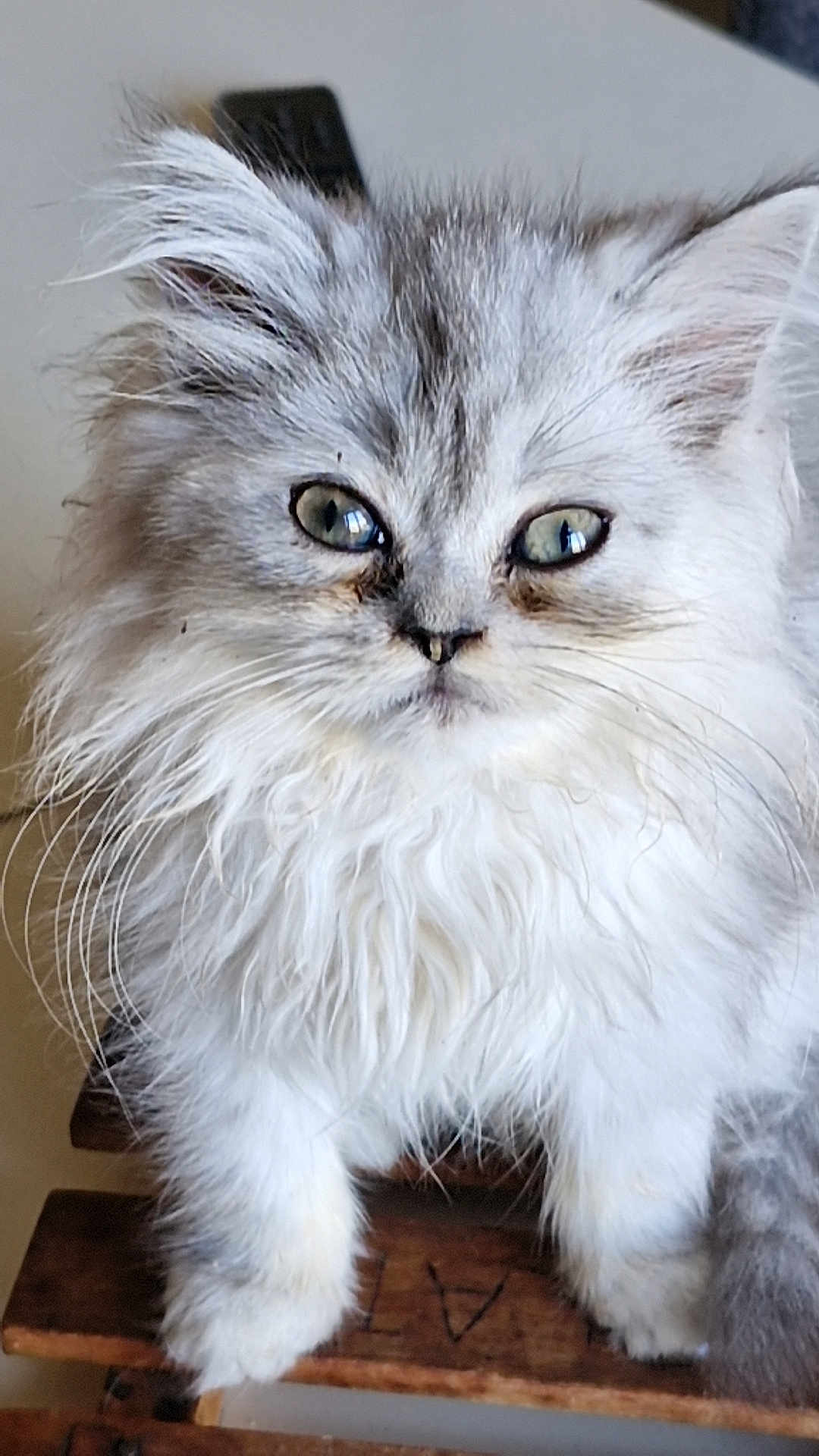 Axio participe au concours pour gagner de l'argent avec cette photo : adorable, animal, cat, closeup, curious, cute, domestic, eyes, face, fluffy, fur, gray, indoor, kitten, paw, pet, whiskers, white, wood, young