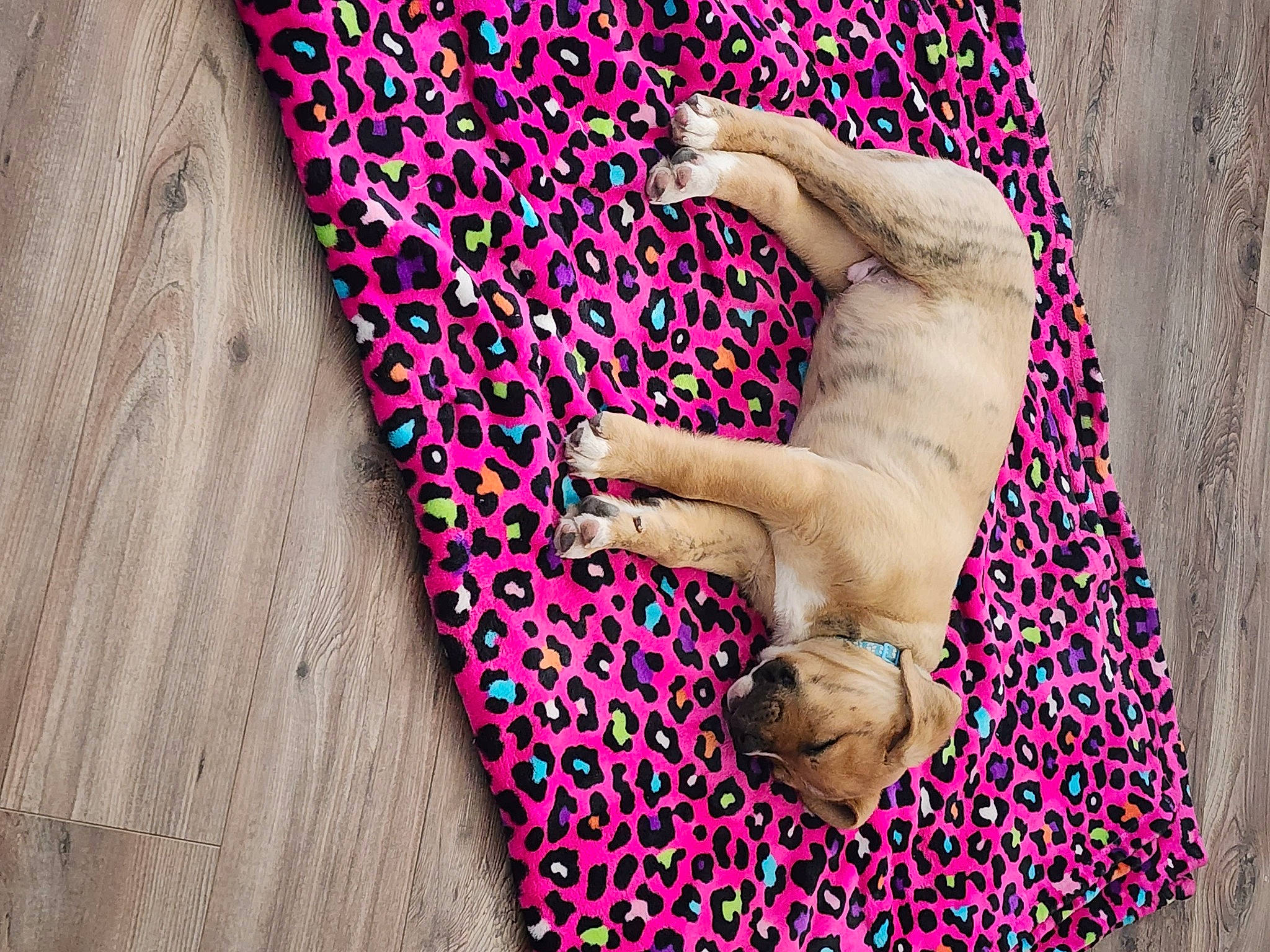 Bruno joined the competition — help win amazing prizes! barefoot, comfort, fashion_accessory, finger, flooring, font, foot, gesture, human_leg, linens, magenta, nail, pattern, people_in_nature, pink, textile, thigh, thumb, wood, wrist