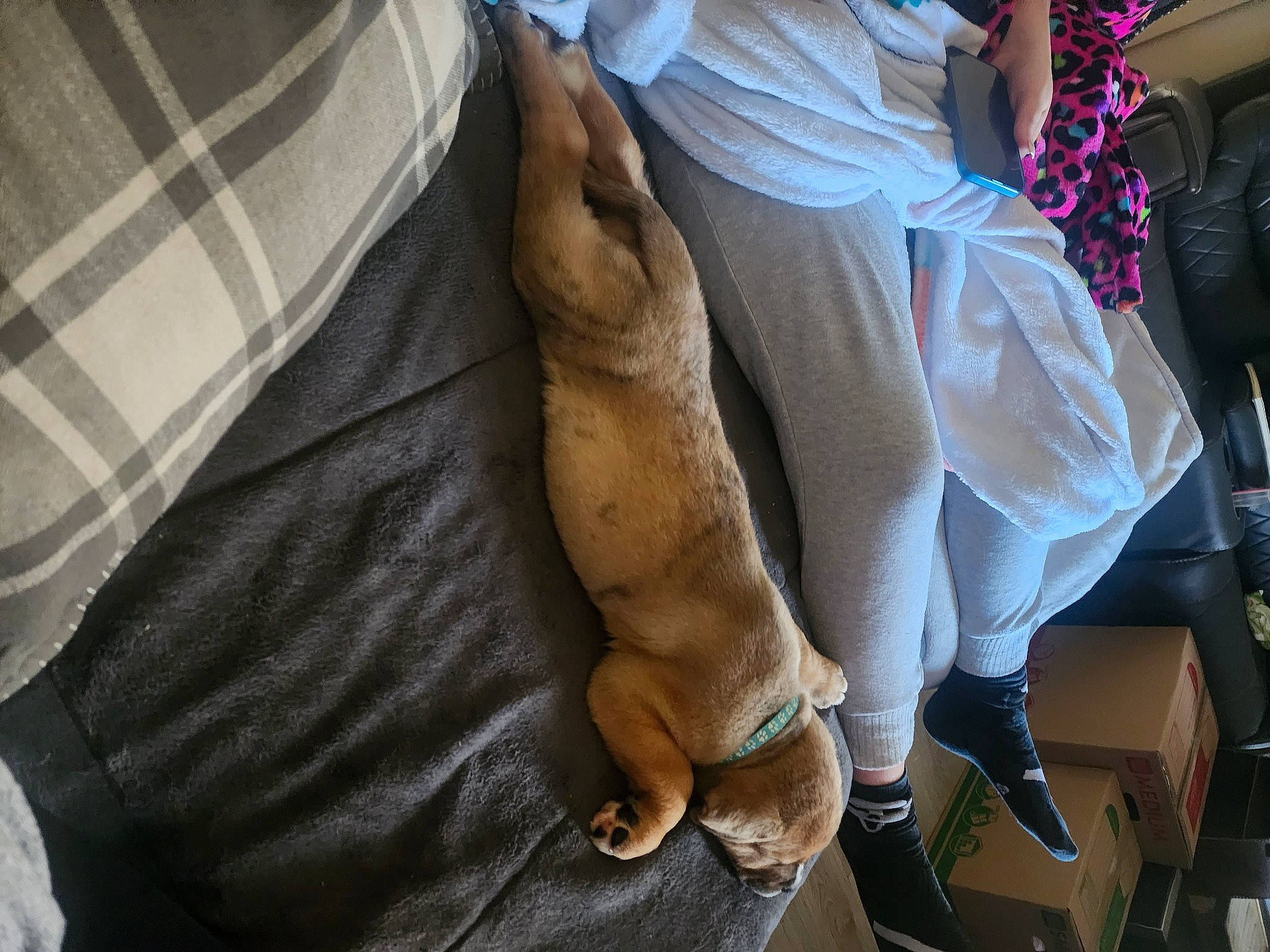 Bruno is registered to the contest to win money with this photo: bag, car_seat, comfort, companion_dog, felidae, foot, fur, human_leg, knee, linens, nail, pattern, plaid, sandal, shorts, small_to_medium_sized_cats, stuffed_toy, tail, tartan, thigh