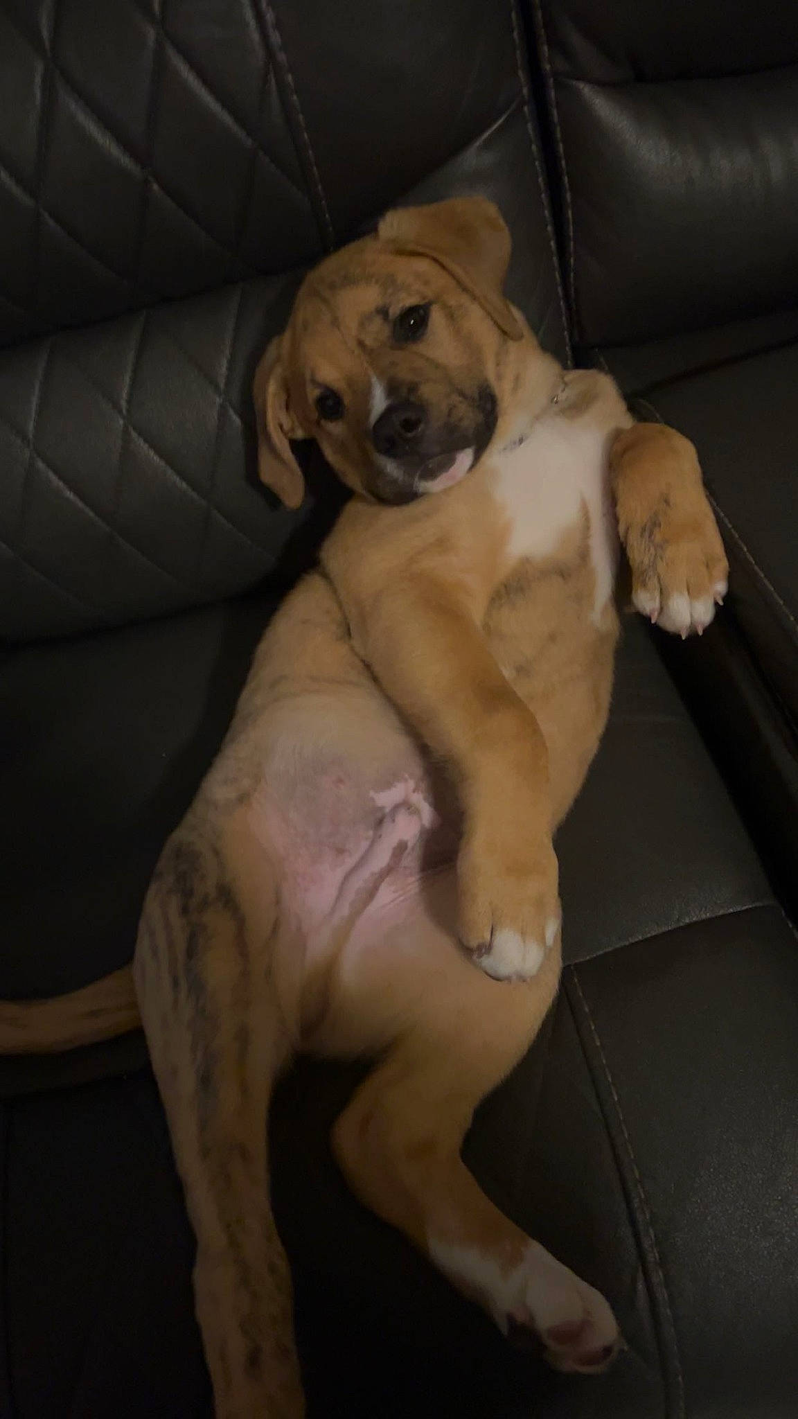 Bruno is registered to the contest to win money with this photo: canidae, carnivore, comfort, companion_dog, couch, dog, dog_breed, dog_collar, fawn, fur, guard_dog, gun_dog, paw, snout, sporting_group, tail, toy_dog, whiskers, working_animal, wrinkle