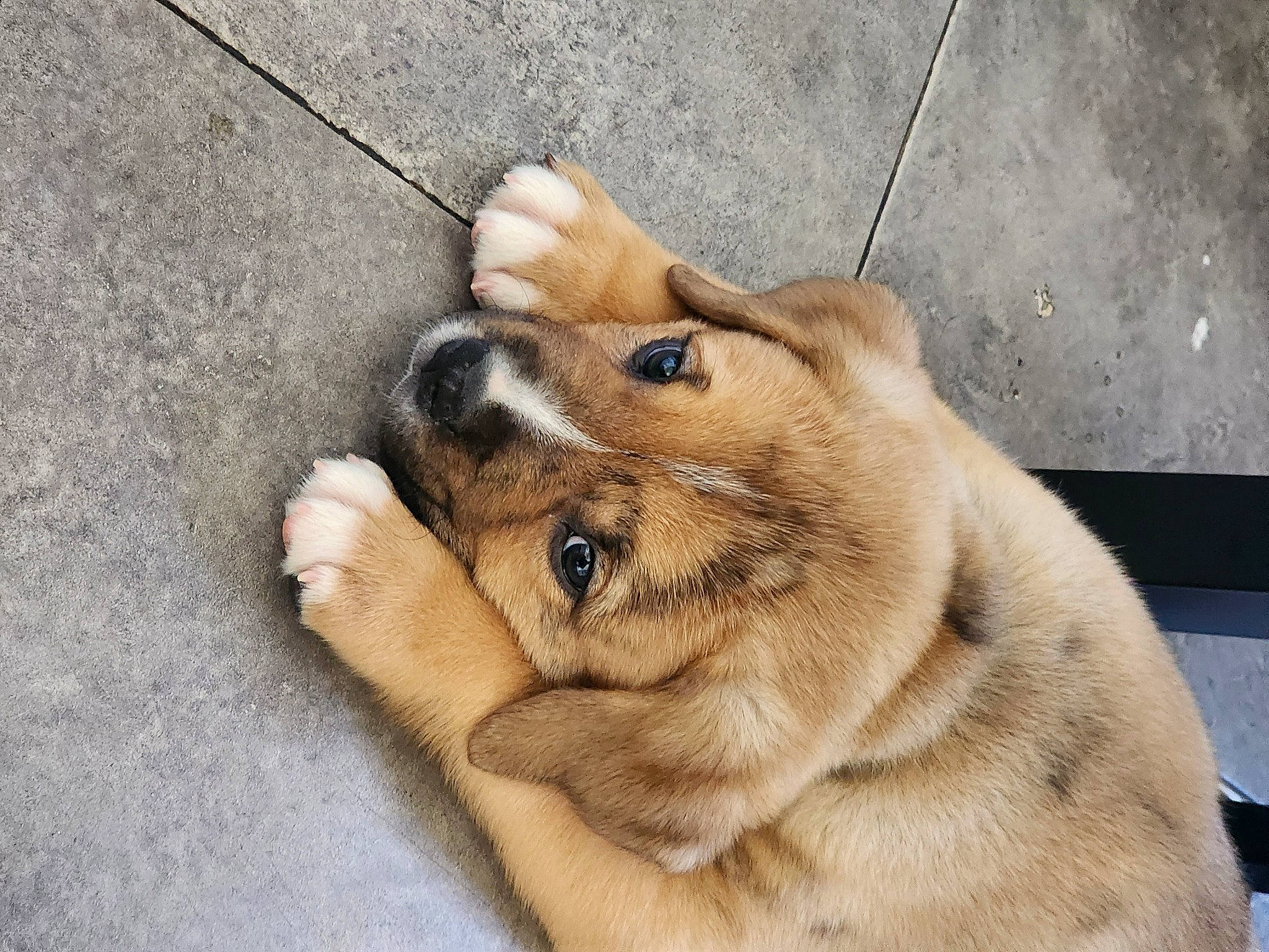 Bruno joined the competition — help win amazing prizes! canidae, carnivore, claw, collar, companion_dog, dog, dog_breed, fawn, flooring, foot, fur, paw, spitz, sporting_group, street_dog, tail, terrestrial_animal, whiskers, wood, working_dog