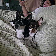 Lady May N Pistachio is registered to the contest to win money with this photo: dog, bed, blanket, person, phone, indoor, resting, cute, pet, black_and_white, brown_and_white, ears, fur, cozy, relaxing, sleepy, tattoo, hand, pillow, technology