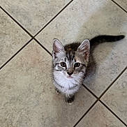 Sage joined the competition — help win amazing prizes! animal, cat, curious, cute, domestic, ears, eyes, feline, floor, fur, indoor, kitten, looking_up, mammal, pet, small, tail, tile, whiskers, young