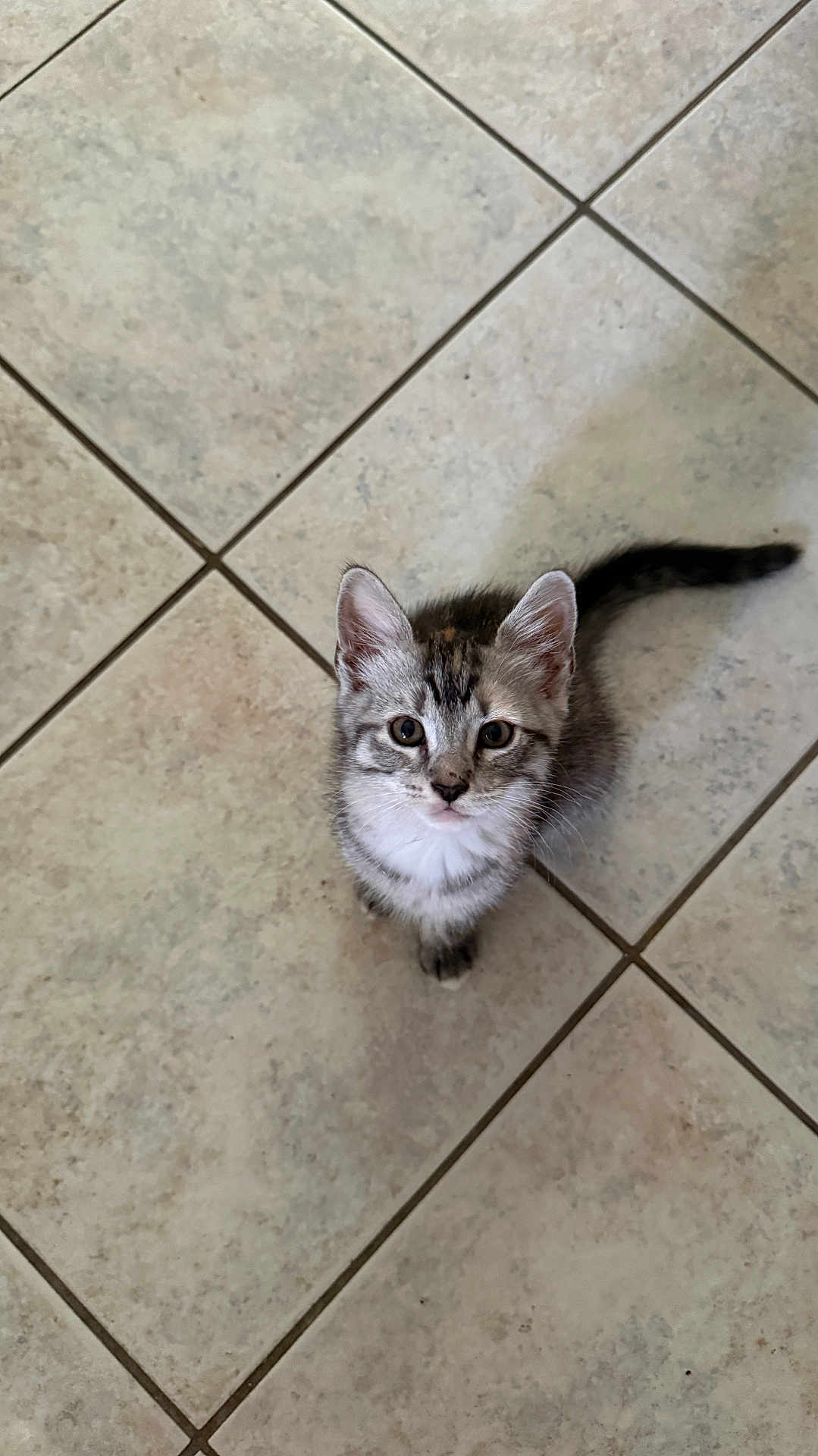 Sage joined the competition — help win amazing prizes! animal, cat, curious, cute, domestic, ears, eyes, feline, floor, fur, indoor, kitten, looking_up, mammal, pet, small, tail, tile, whiskers, young