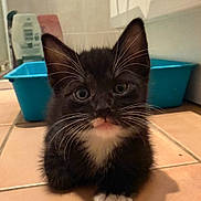 No Name Yet joined the competition — help win amazing prizes! animal, background, black_and_white, blue_container, cat, curious, cute, domestic, feline, household, indoor, kitten, lying_down, paw, pet, small, tile_floor, whiskers, young_animal