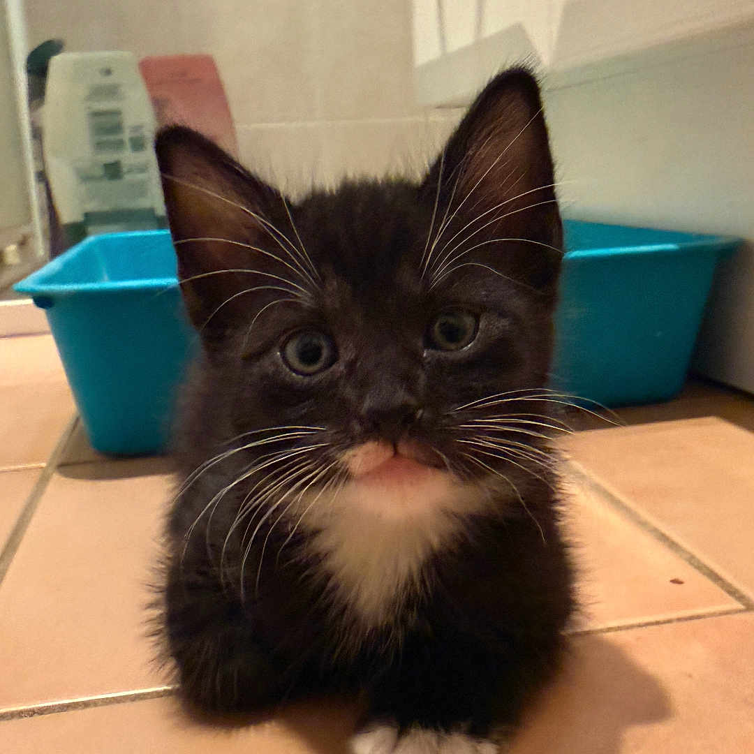 No Name Yet joined the competition — help win amazing prizes! animal, background, black_and_white, blue_container, cat, curious, cute, domestic, feline, household, indoor, kitten, lying_down, paw, pet, small, tile_floor, whiskers, young_animal