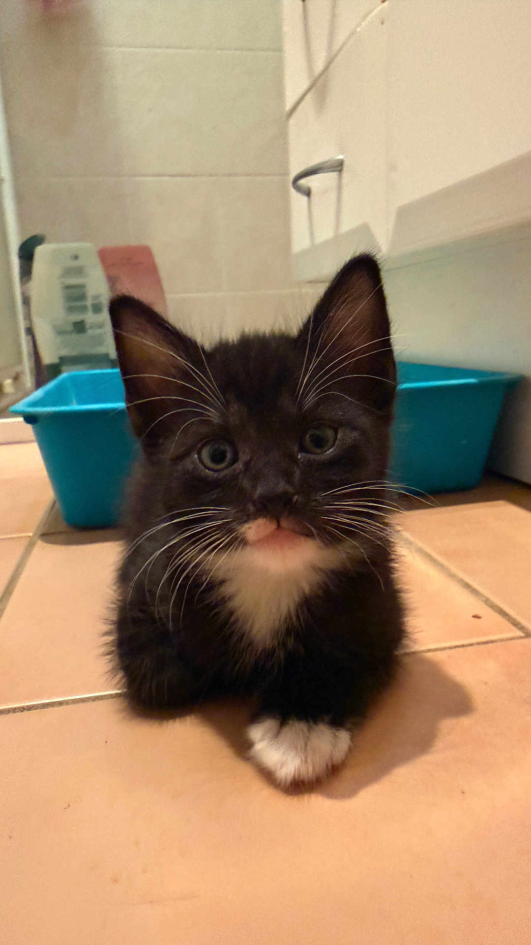 No Name Yet joined the competition — help win amazing prizes! animal, background, black_and_white, blue_container, cat, curious, cute, domestic, feline, household, indoor, kitten, lying_down, paw, pet, small, tile_floor, whiskers, young_animal