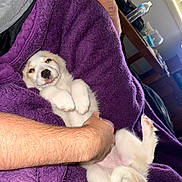 Athena is registered to the contest to win money with this photo: puppy, dog, blanket, purple, indoor, human_arm, pet, cute, relaxed, fur, paw, lying_down, cozy, comfort, home, furniture, table, water_bottle, carpet, person