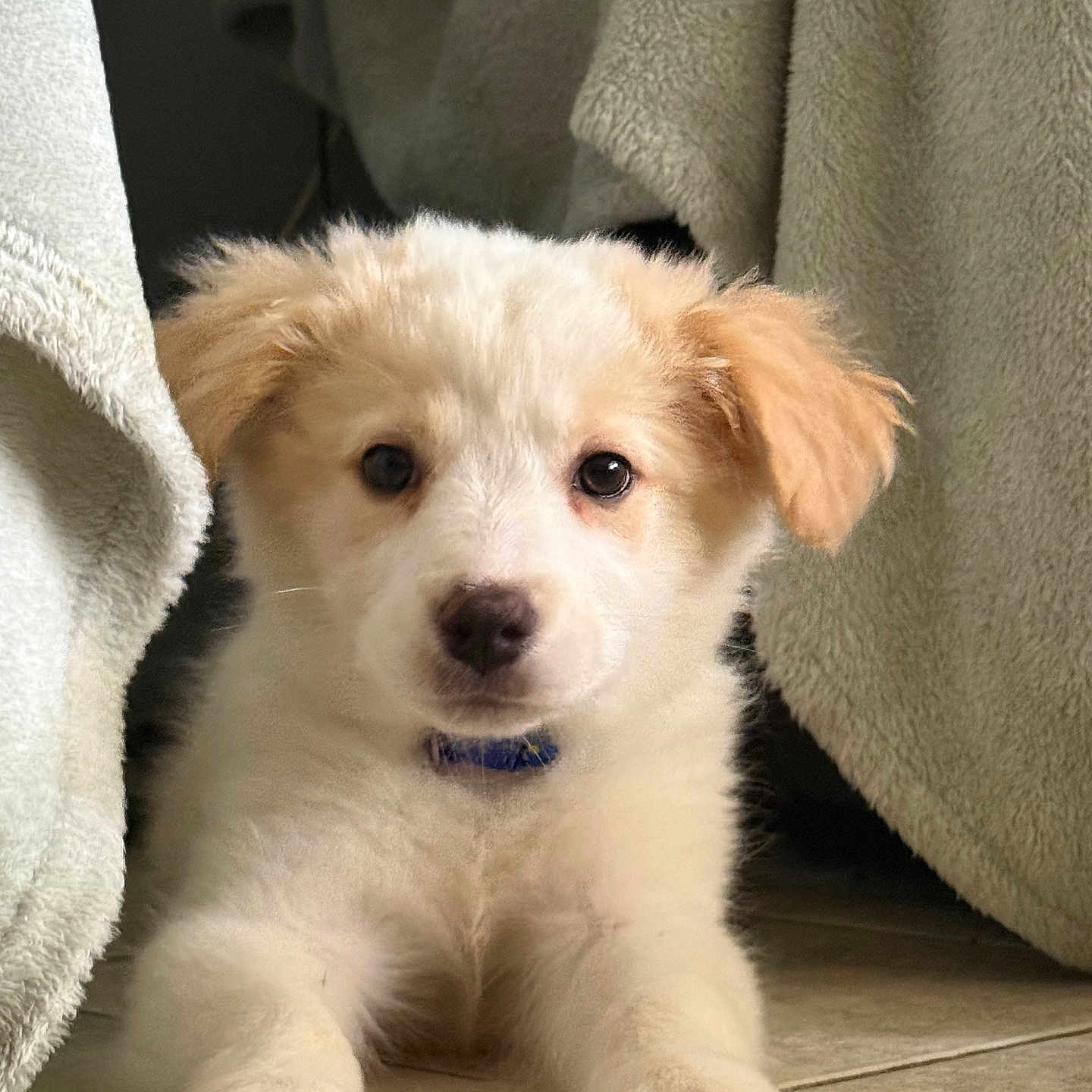 Athena is registered to the contest to win money with this photo: animal, blanket, close_up, collar, curious, cute, dog, ears, floor, fur, indoor, light_tan_fur, lying_down, paw, pet, puppy, soft_texture, tile_floor, white_fur, young_dog