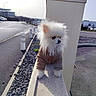 dog, pomeranian, fluffy, white, jacket, pet, outdoor, sidewalk, road, concrete, curious, small_dog, fence, daylight, urban, street, animal, cute, winter_clothing, sunlight