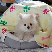 Pastelle participe au concours pour gagner de l'argent avec cette photo : dog, white_dog, small_dog, fluffy, blanket, paw_prints, dog_bed, stuffed_animal, cozy, indoor, pet, cute, resting, fur, animal, comfort, home, soft, snuggled, relaxed