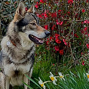 Veldra a rejoint le concours — aidez-le/la à gagner de superbes lots ! dog, animal, pet, garden, flowers, red_flowers, daffodils, grass, nature, outdoor, canine, fur, collar, portrait, sitting, side_view, greenery, spring, bright, daylight
