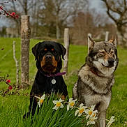 Oùmi a rejoint le concours — aidez-le/la à gagner de superbes lots ! animal, canine, collar, companions, daffodils, dog, fence, field, flora, flowers, friendship, grass, greenery, husky, nature, outdoor, pet, rottweiler, spring, tree