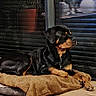 Oùmi participe au concours pour gagner de l'argent avec cette photo : animal, black, blanket, brown, calm, companion, cozy, dog, floor, furniture, glass_door, indoor, living_room, pet, plant, pot, reflection, resting, rottweiler, wooden_floor