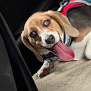 Sensi joined the competition — help win amazing prizes! animal, beagle, brown_white, car, car_interior, close_up, collar, dog, floppy_ears, happy, harness, indoors, panting, pet, playful, portrait, seat, sitting, tongue, vehicle