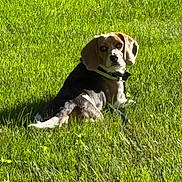 Sensi is registered to the contest to win money with this photo: dog, puppy, beagle, pet, animal, grass, lawn, outdoors, sunlight, lying_down, sitting, floppy_ears, collar, black_white_brown, short_hair, canine, garden, greenery, portrait, cute