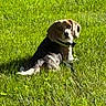 dog, puppy, beagle, pet, animal, grass, lawn, outdoors, sunlight, lying_down, sitting, floppy_ears, collar, black_white_brown, short_hair, canine, garden, greenery, portrait, cute