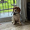 Sensi joined the competition — help win amazing prizes! dog, beagle, pet, sitting, portrait, squinting, brown_and_white, floppy_ears, collar, tag, indoors, window, balcony, grass, plant, pot, curtain, carpet, rug, natural_light