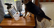 Sensi is registered to the contest to win money with this photo: dog, puppy, tricolor_dog, pet, animal, standing, bed, bedroom, nightstand, wooden_furniture, window, blinds, curtains, pillow, white_bedding, lamp, picture_frame, plastic_cup, indoor, daylight