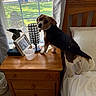 dog, puppy, tricolor_dog, pet, animal, standing, bed, bedroom, nightstand, wooden_furniture, window, blinds, curtains, pillow, white_bedding, lamp, picture_frame, plastic_cup, indoor, daylight
