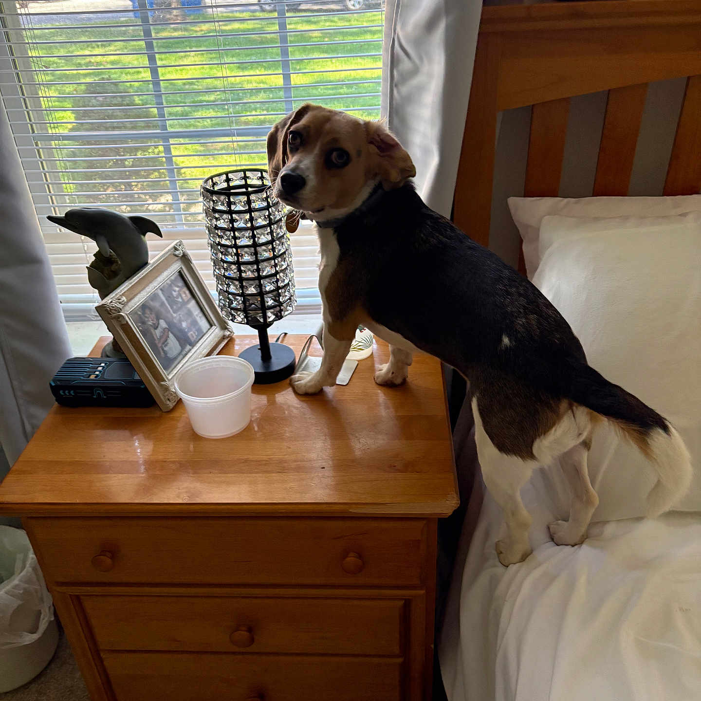Sensi is registered to the contest to win money with this photo: dog, puppy, tricolor_dog, pet, animal, standing, bed, bedroom, nightstand, wooden_furniture, window, blinds, curtains, pillow, white_bedding, lamp, picture_frame, plastic_cup, indoor, daylight