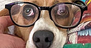 Sensi joined the competition — help win amazing prizes! adorable, animal, black_nose, blanket, brown_fur, close_up, cuddled, dog, eyes, eyewear, fabric, face, funny, glasses, indoors, pet, photography, portrait, snout, white_fur