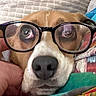 Sensi joined the competition — help win amazing prizes! dog, pet, animal, close_up, portrait, glasses, eyewear, brown_fur, white_fur, black_nose, face, eyes, snout, indoors, blanket, fabric, cuddled, funny, adorable, photography