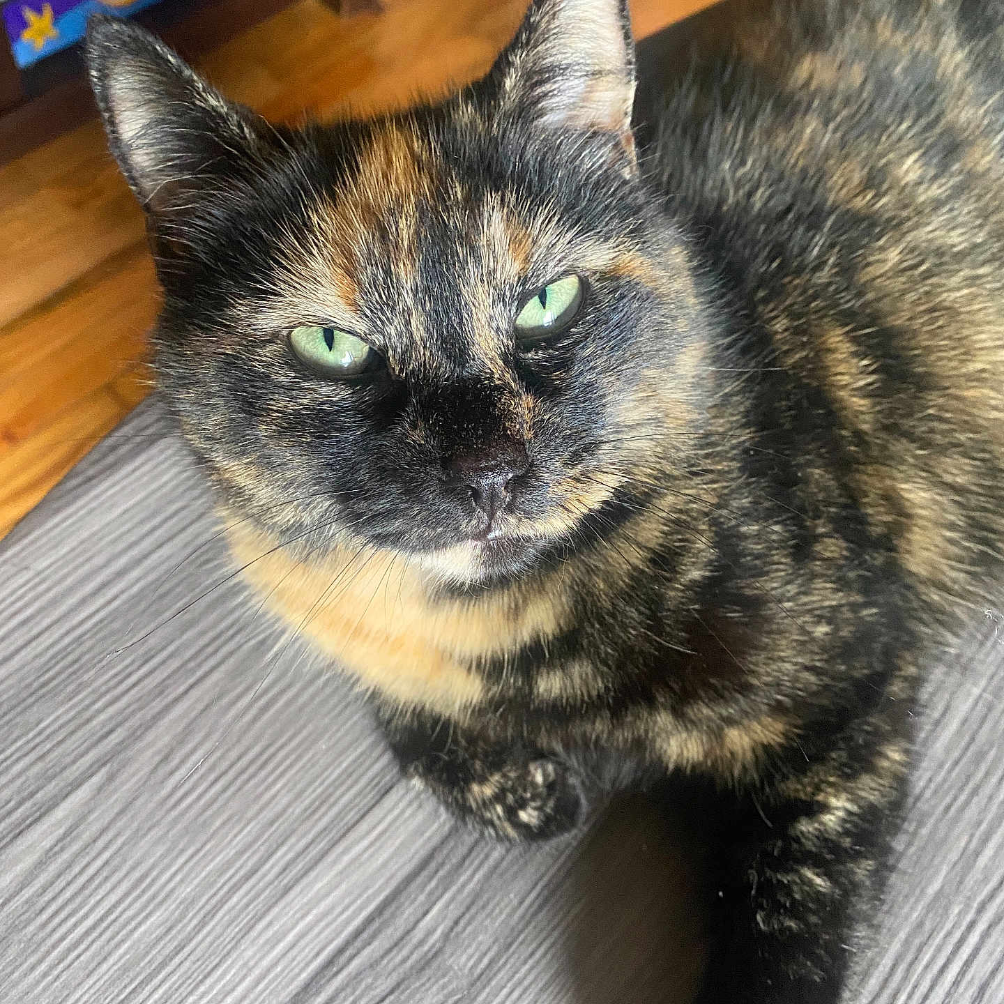 Lil Furball joined the competition — help win amazing prizes! animal, cat, close_up, cute, domestic, ears, face, feline, fur, green_eyes, indoor, looking, pet, portrait, relaxed, resting, tabby, tortoiseshell, whiskers, wooden_surface