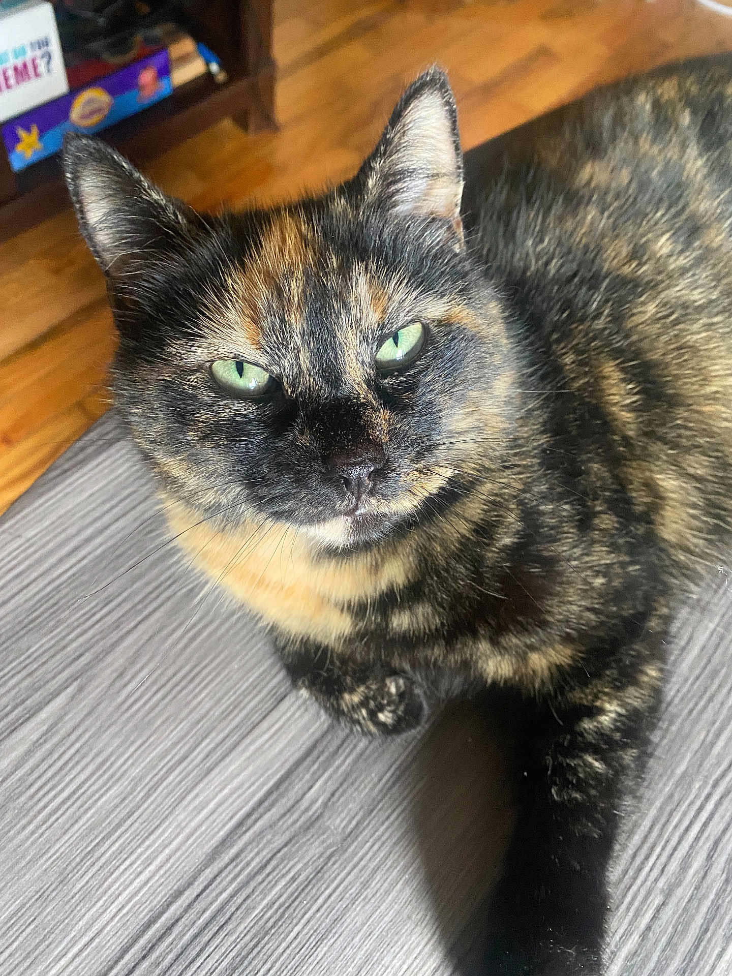 Lil Furball joined the competition — help win amazing prizes! animal, cat, close_up, cute, domestic, ears, face, feline, fur, green_eyes, indoor, looking, pet, portrait, relaxed, resting, tabby, tortoiseshell, whiskers, wooden_surface