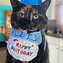 Furball joined the competition — help win amazing prizes! cat, tortoiseshell_cat, party_hat, birthday_bib, blue_hat, green_eyes, whiskers, closeup, portrait, indoor, kitchen, furniture, bokeh_background, fabric, embroidery, colorful, pet, feline, celebration, domestic